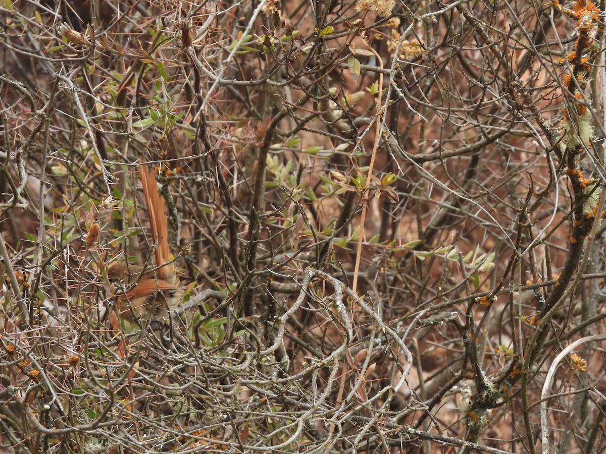 Rusty-fronted Canastero - ML623713710