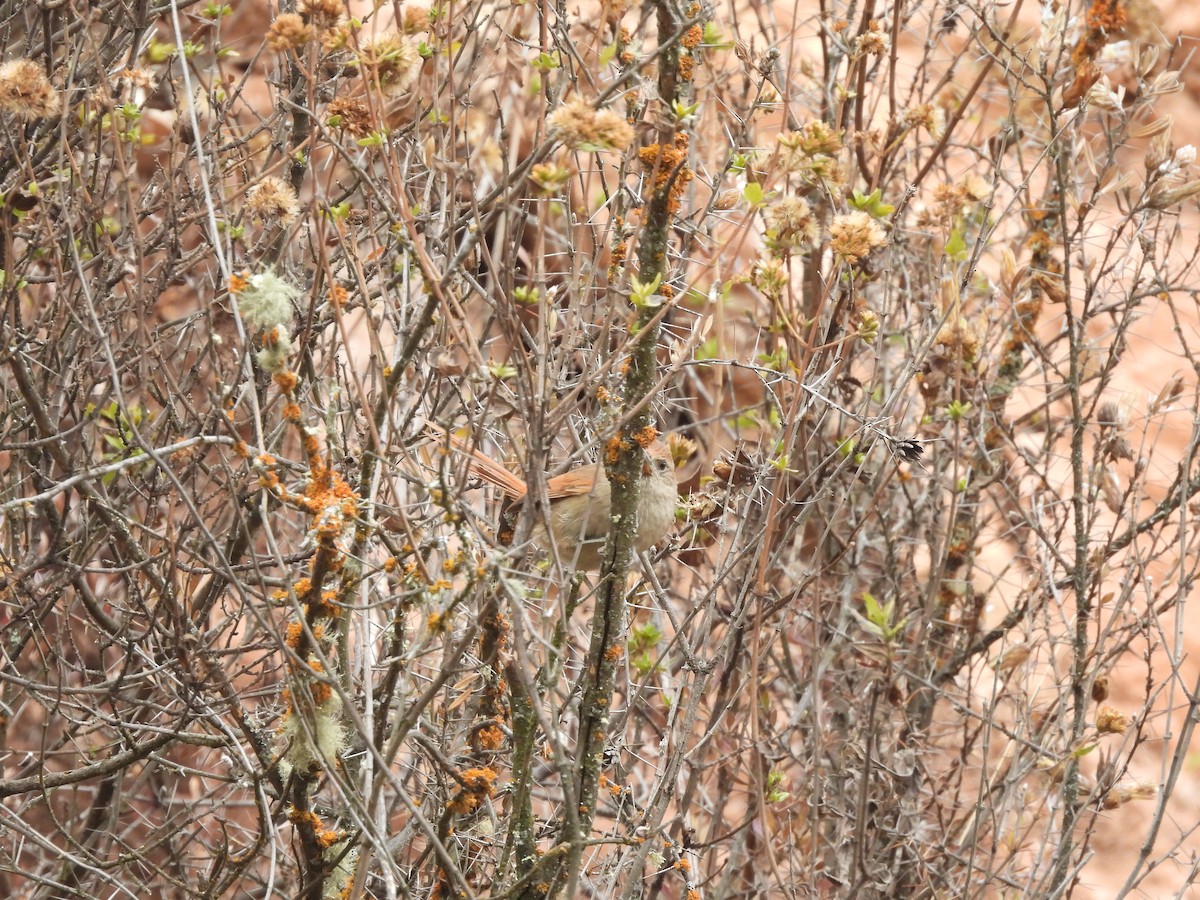 Rusty-fronted Canastero - ML623713711