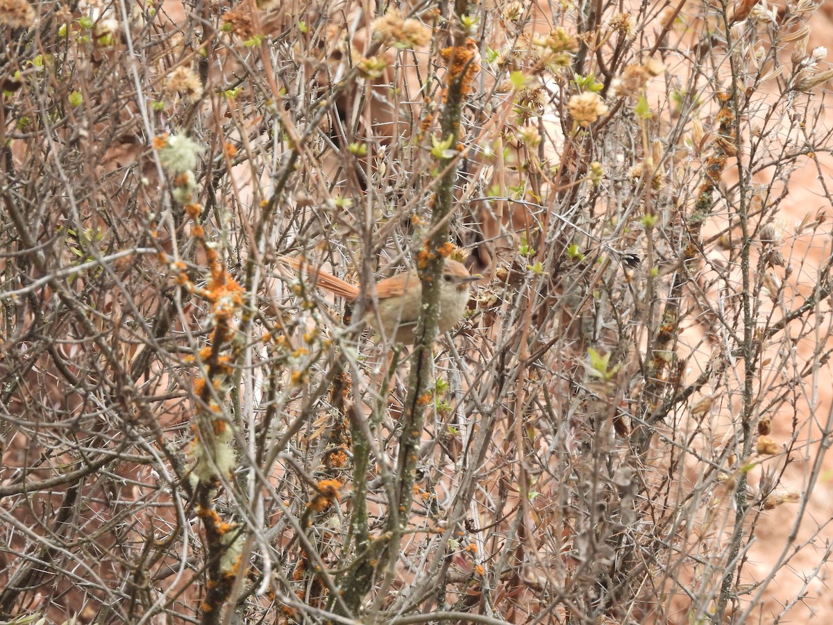 Rusty-fronted Canastero - ML623713713