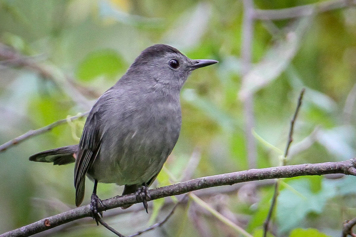 Gray Catbird - ML623713777