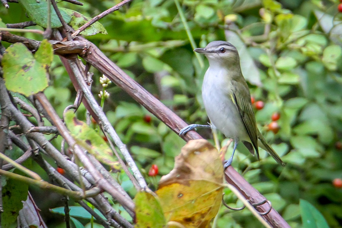 Red-eyed Vireo - ML623713792