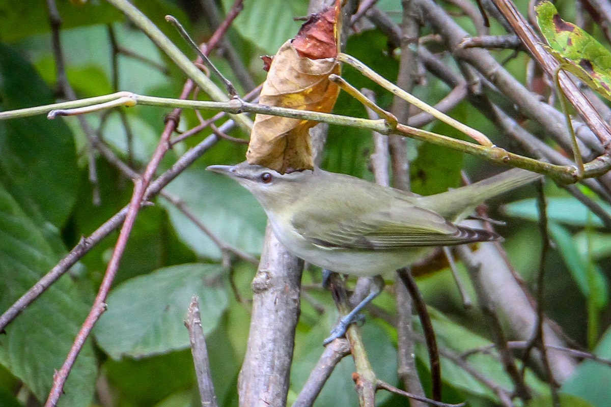 Red-eyed Vireo - ML623713802