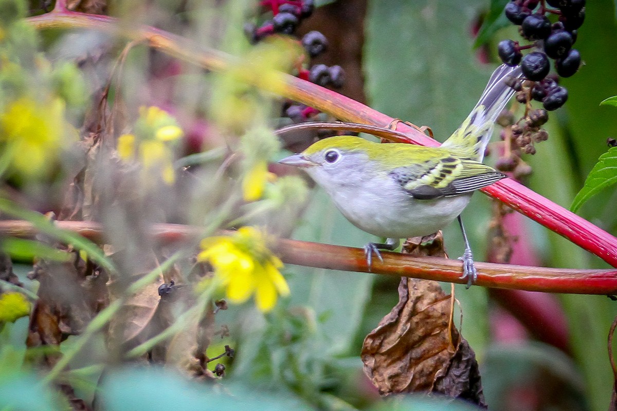 Chestnut-sided Warbler - ML623713818