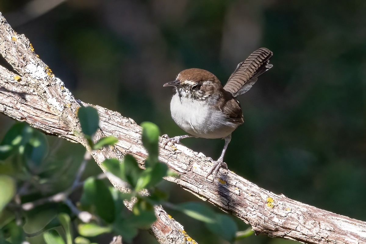 Bewick's Wren - Sandy & Bob Sipe