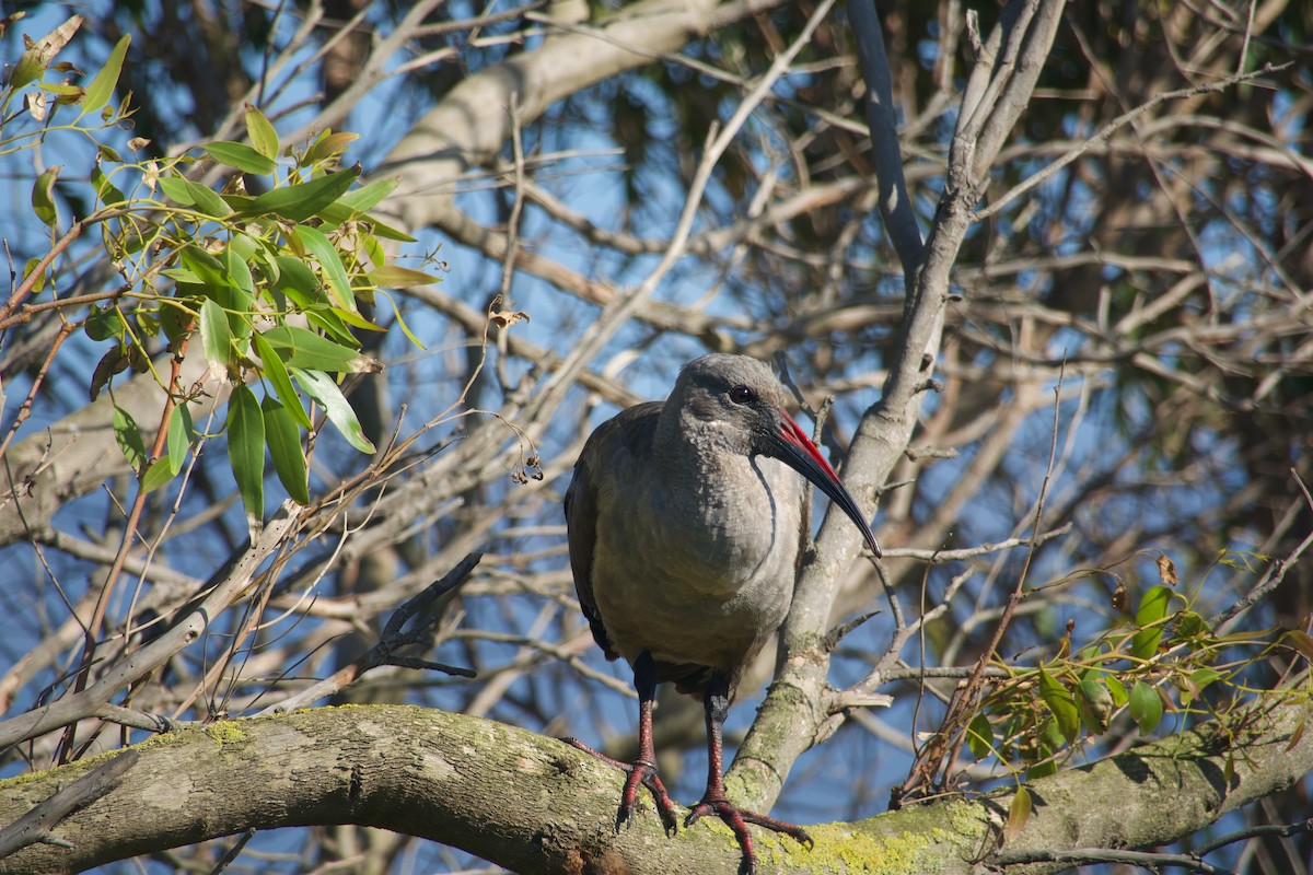 Hadada Ibis - ML623713830