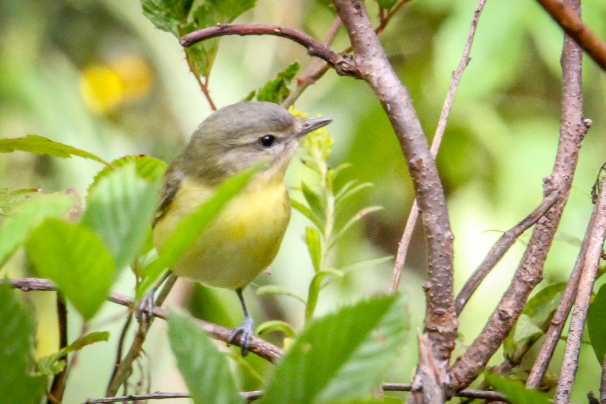 Philadelphia Vireo - Denise Hargrove