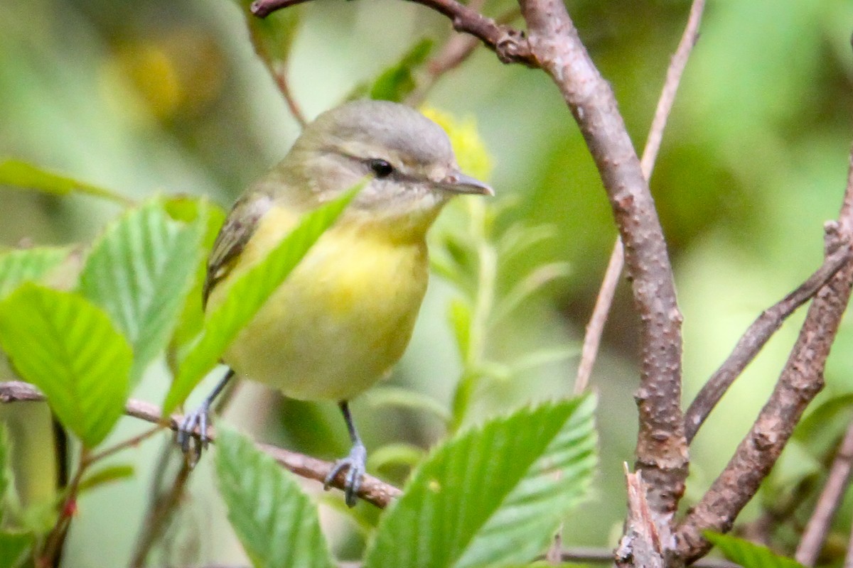 Philadelphia Vireo - ML623713849