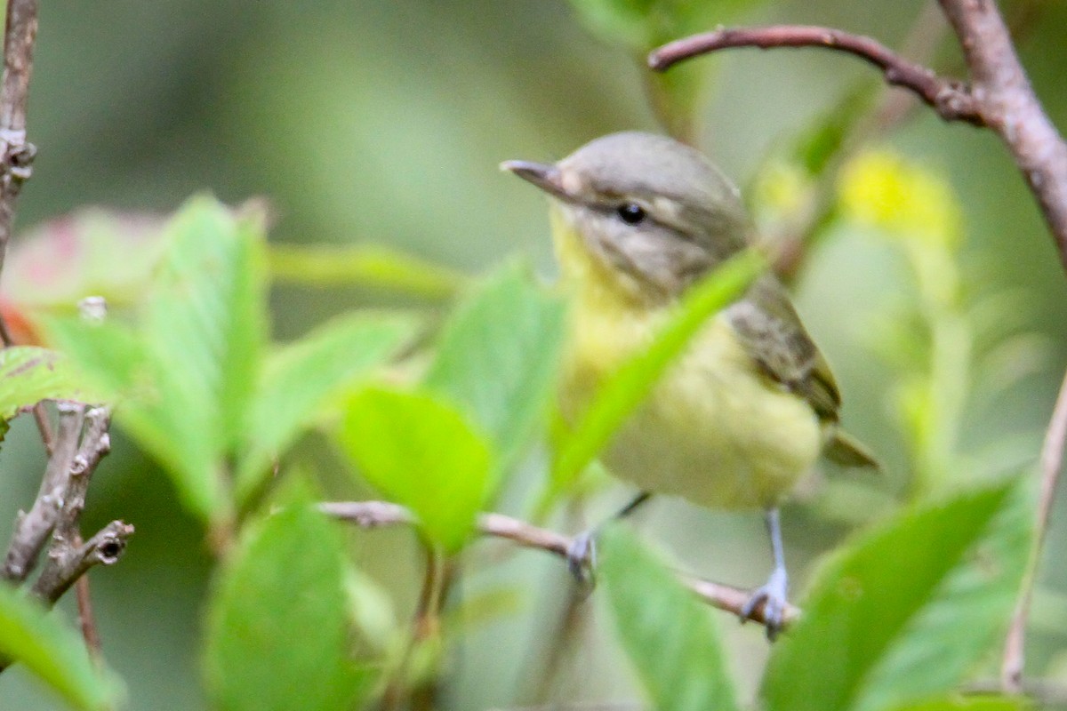 Philadelphia Vireo - ML623713850