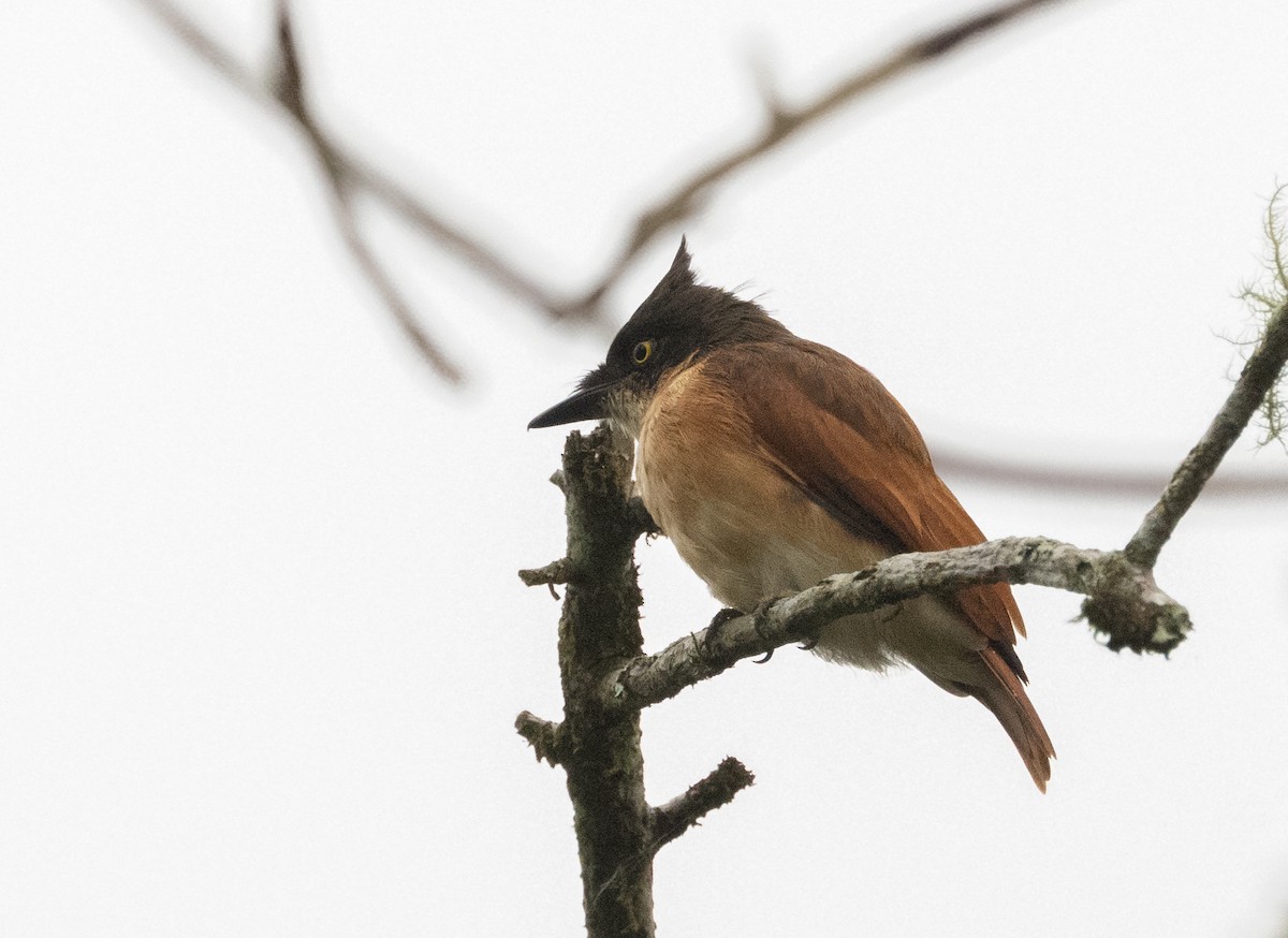 Black-and-white Shrike-flycatcher - ML623713852