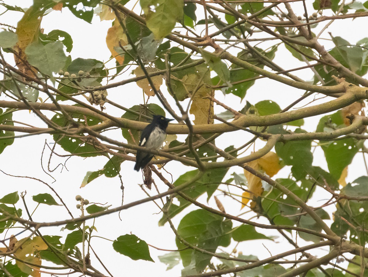 Black-and-white Shrike-flycatcher - ML623713853