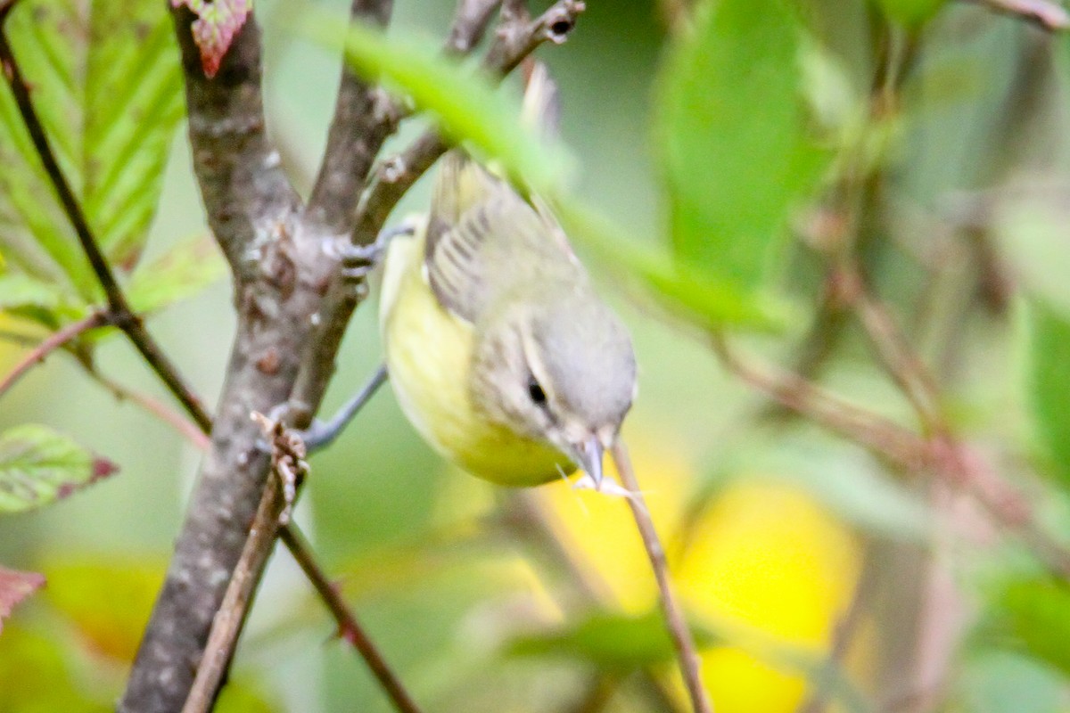 Philadelphia Vireo - ML623713855