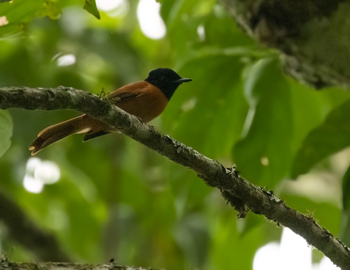 Black-headed Paradise-Flycatcher (Red-bellied) - ML623713864