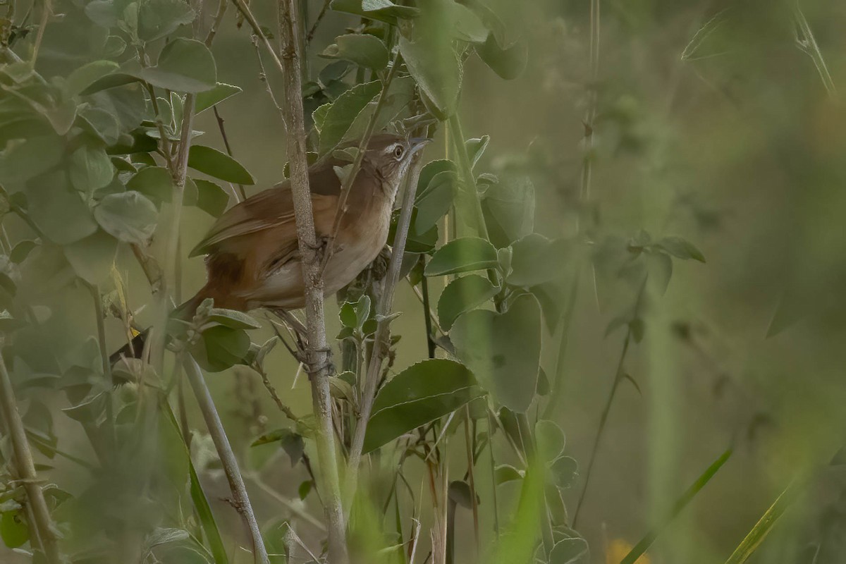 Moustached Grass-Warbler - ML623713876