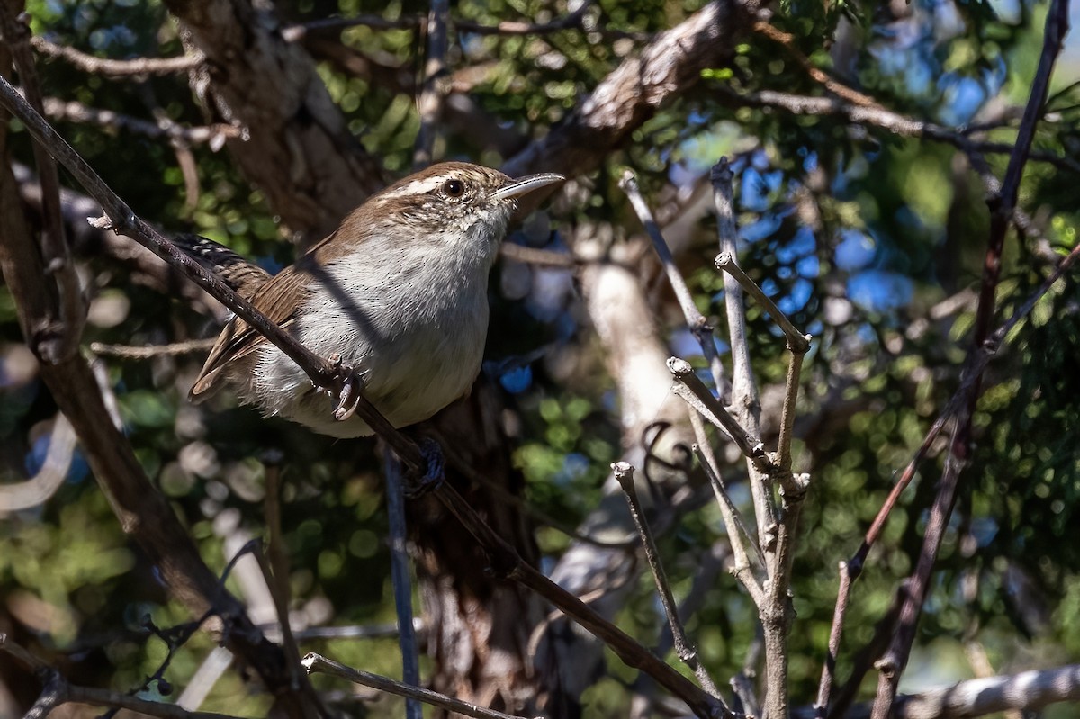 Bewick's Wren - Sandy & Bob Sipe