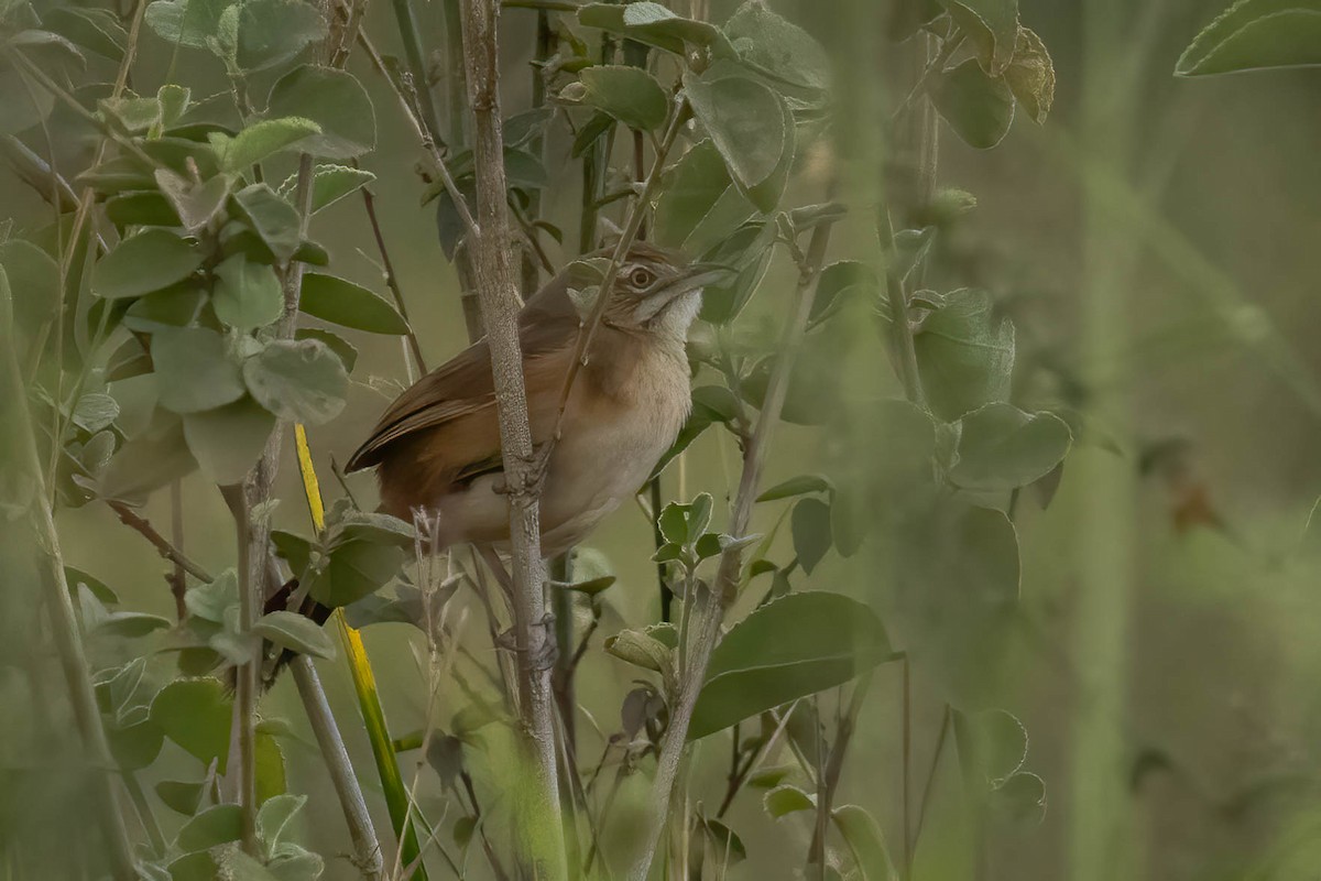 Moustached Grass-Warbler - ML623713941