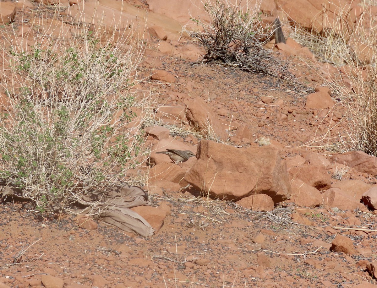 Rock Wren - ML623713957