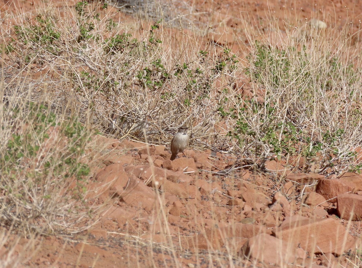 Rock Wren - ML623713958