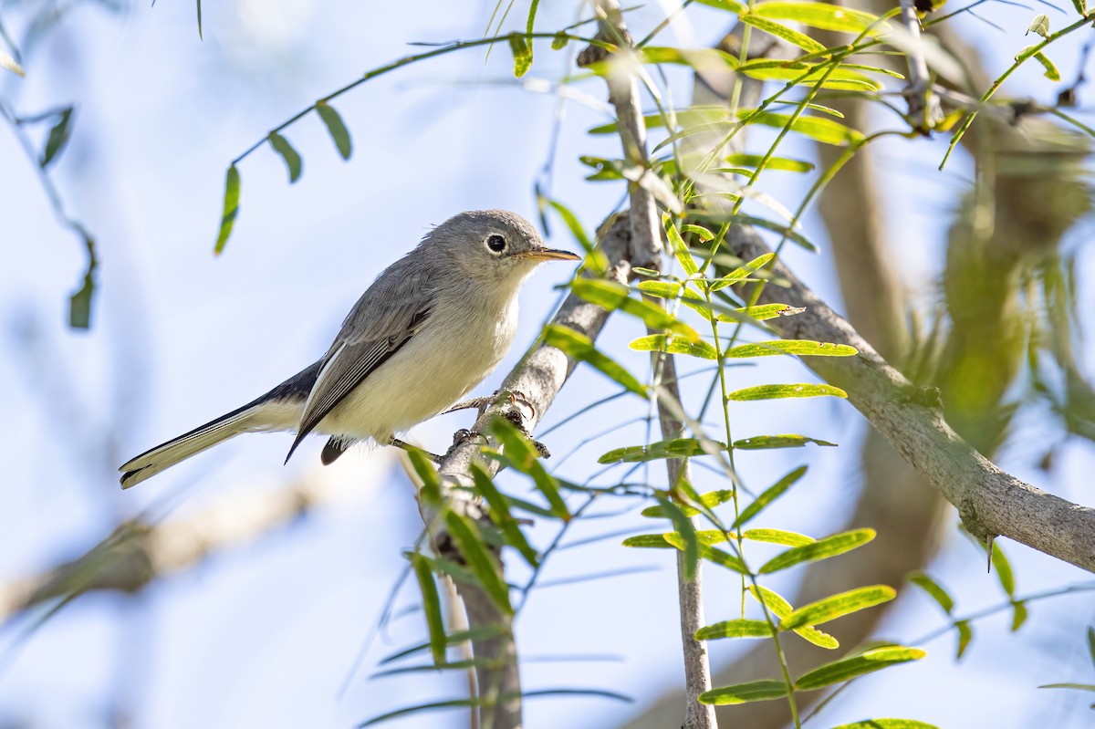 Blue-gray Gnatcatcher - ML623713970