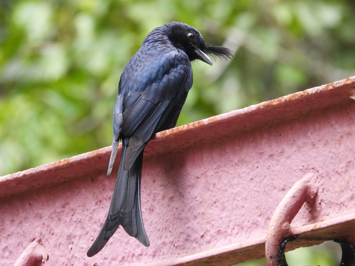 Drongo Malgache (forficatus) - ML623713973