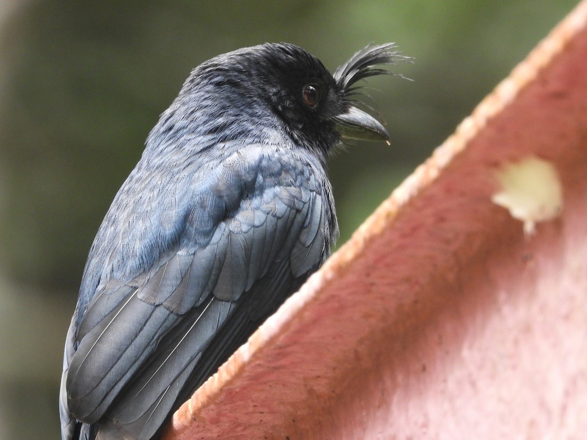 Drongo Malgache (forficatus) - ML623713974