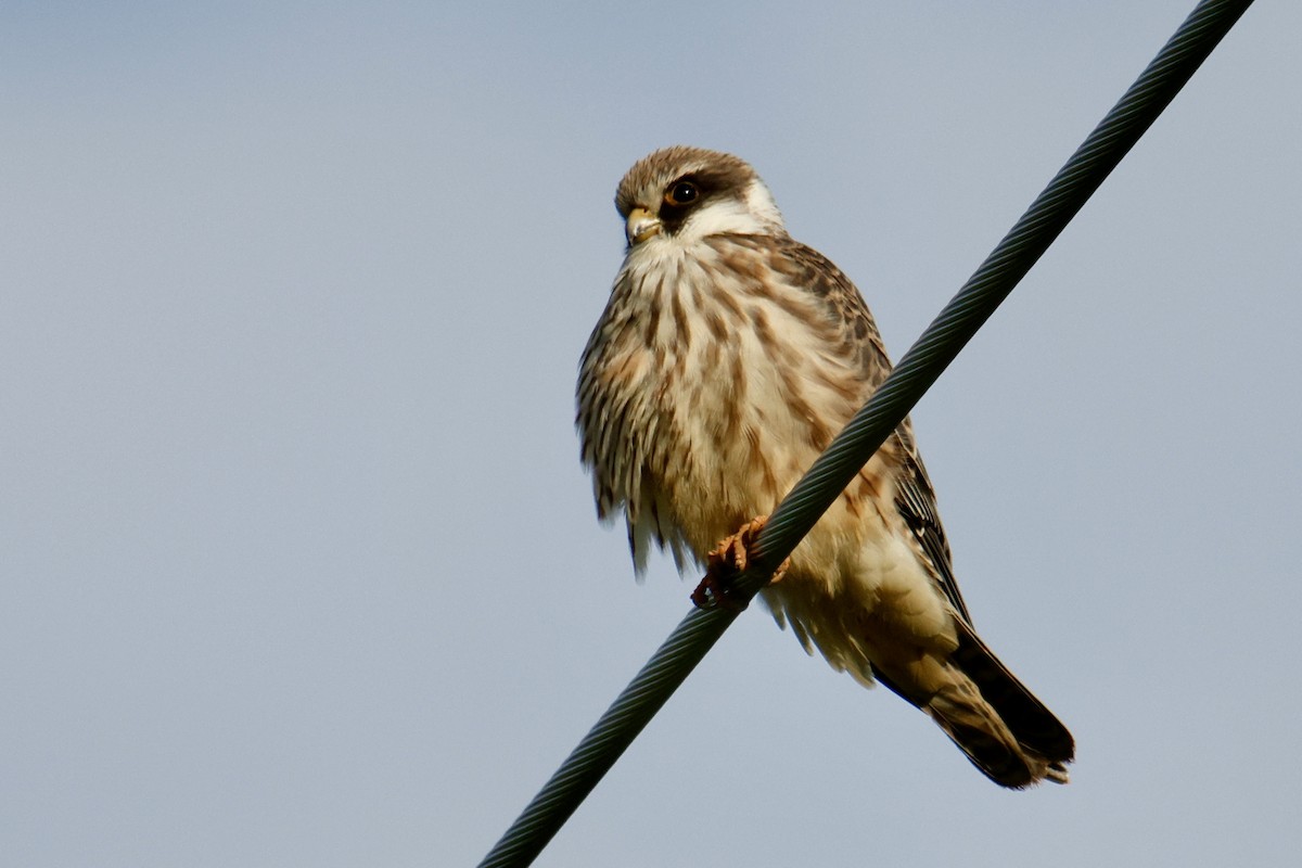 Red-footed Falcon - ML623713990