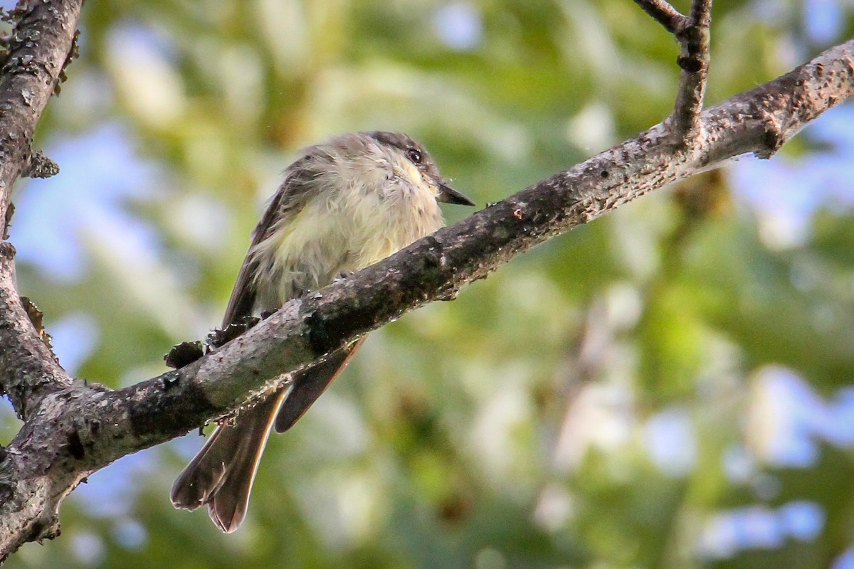 Eastern Phoebe - ML623713996