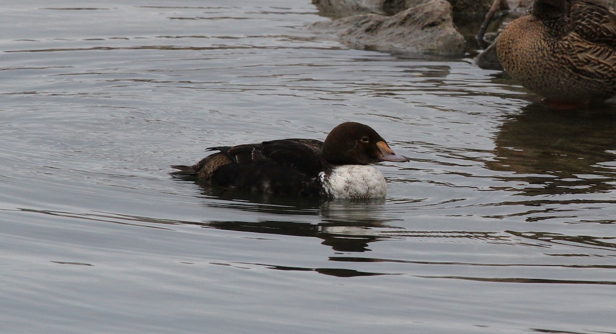 King Eider - ML623714001