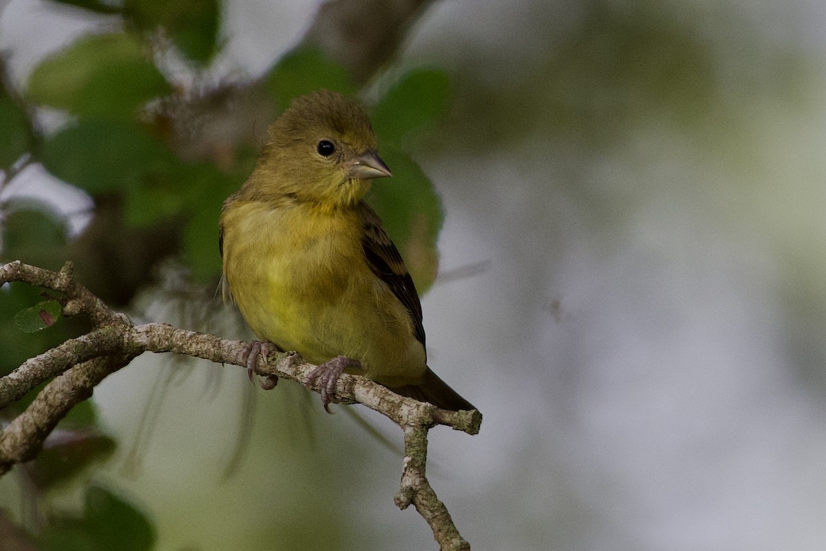 Lesser Goldfinch - ML623714002