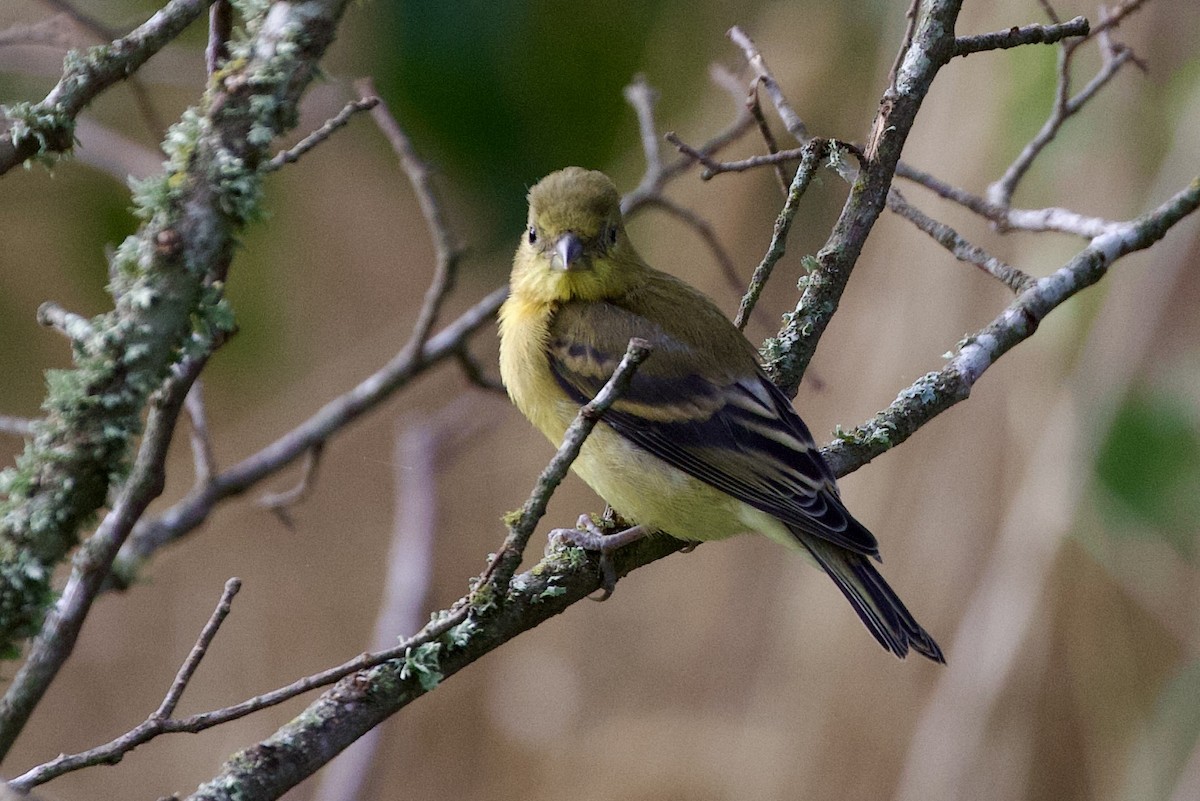 Lesser Goldfinch - ML623714003