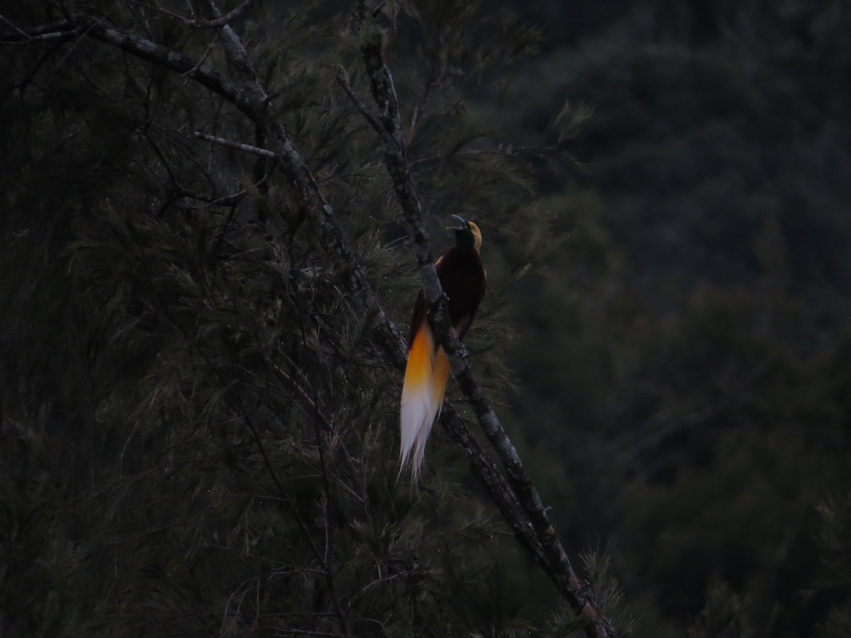 Lesser Bird-of-Paradise - ML623714004