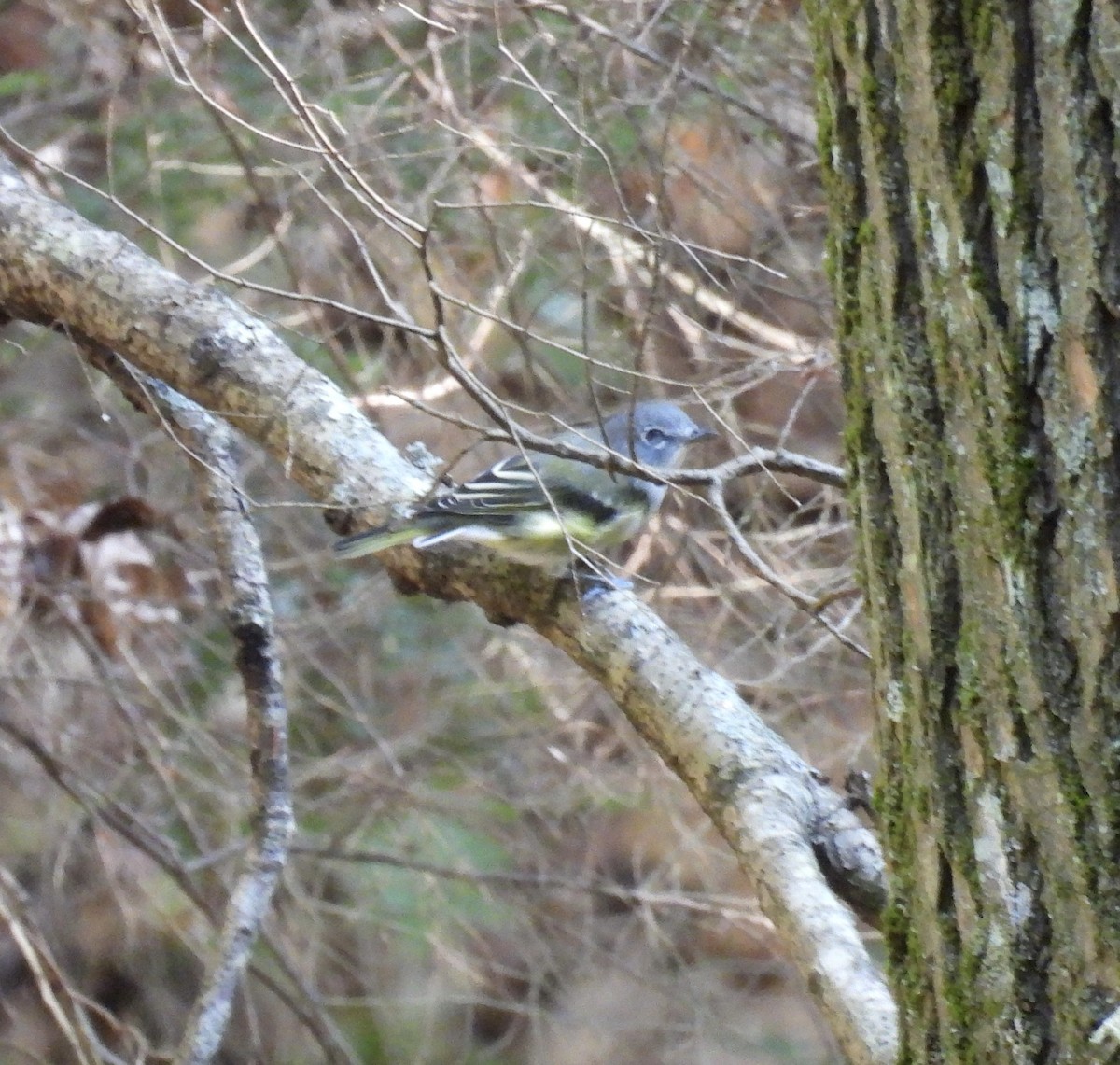 Blue-headed Vireo - Tracy Wiczer