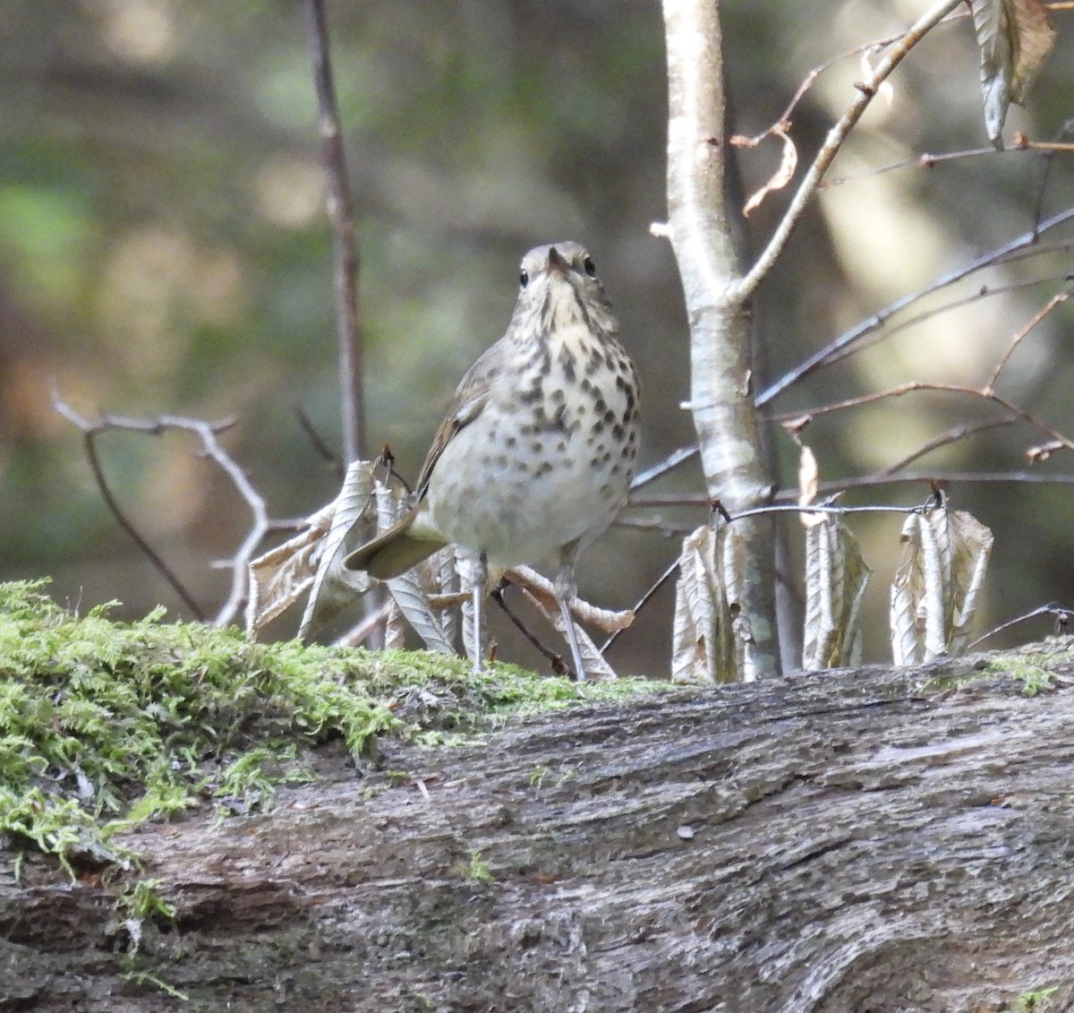 Hermit Thrush - ML623714082