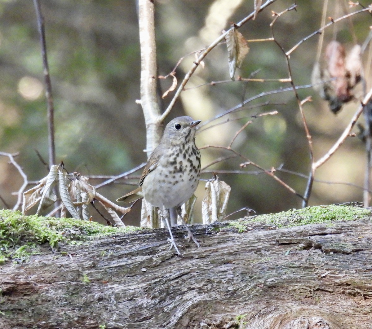 Hermit Thrush - ML623714083