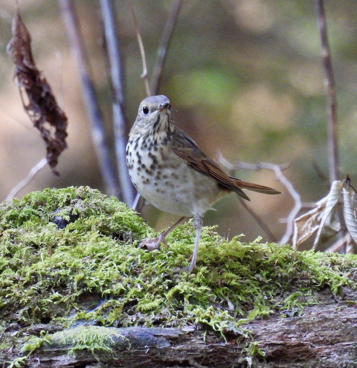 Hermit Thrush - Tracy Wiczer