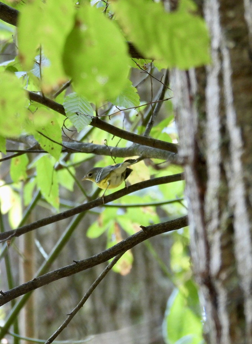 Magnolia Warbler - ML623714096