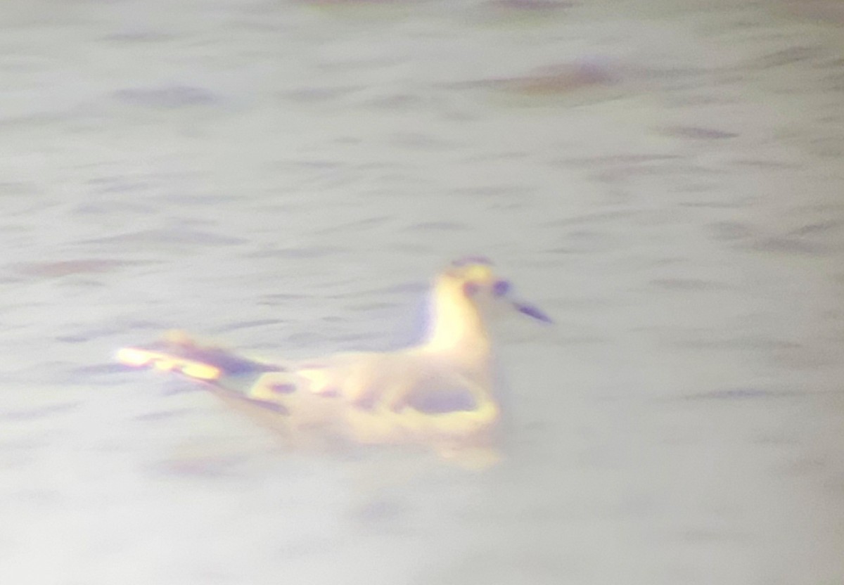 Little Gull - ML623714112