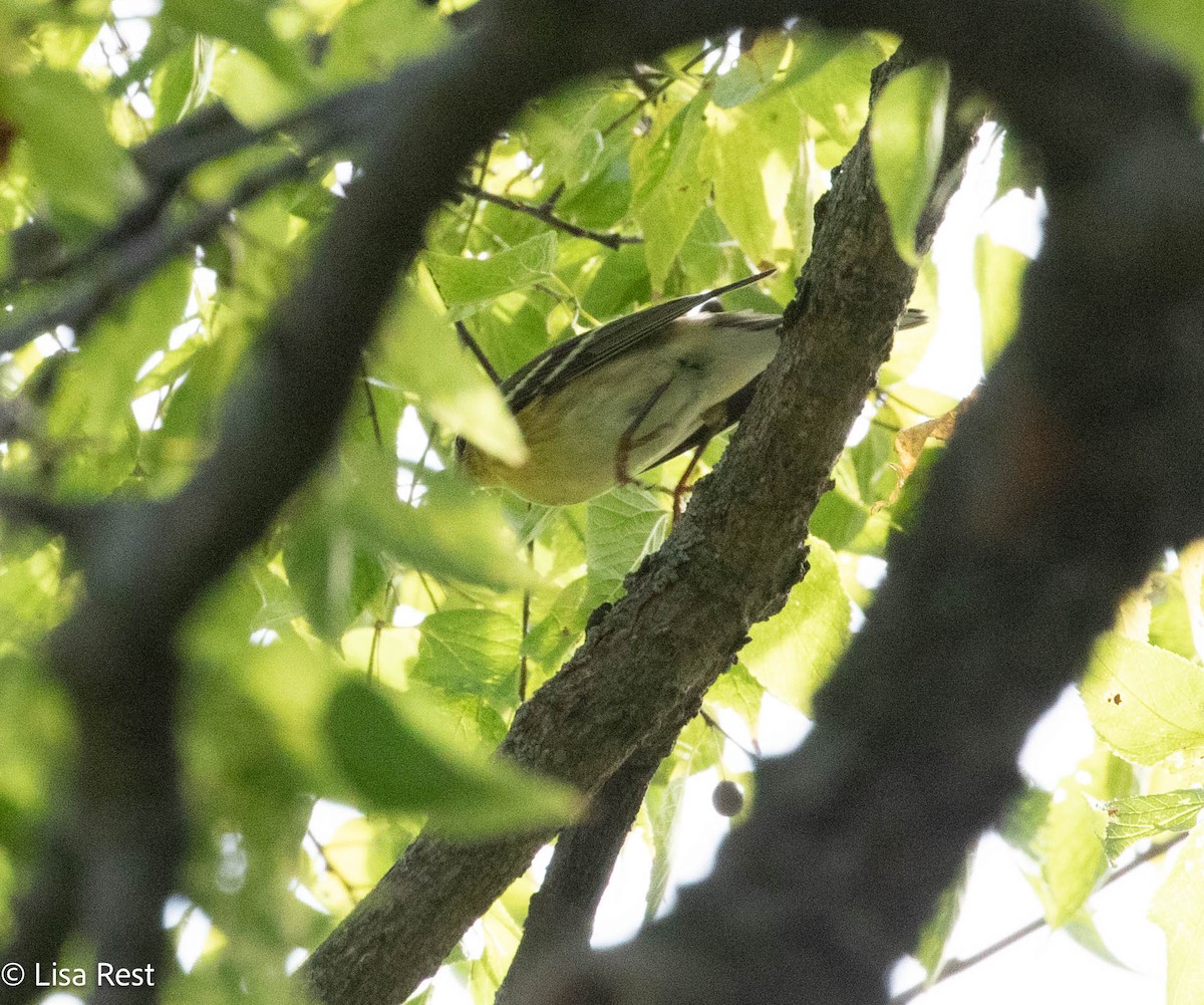 Blackpoll Warbler - Lisa Rest