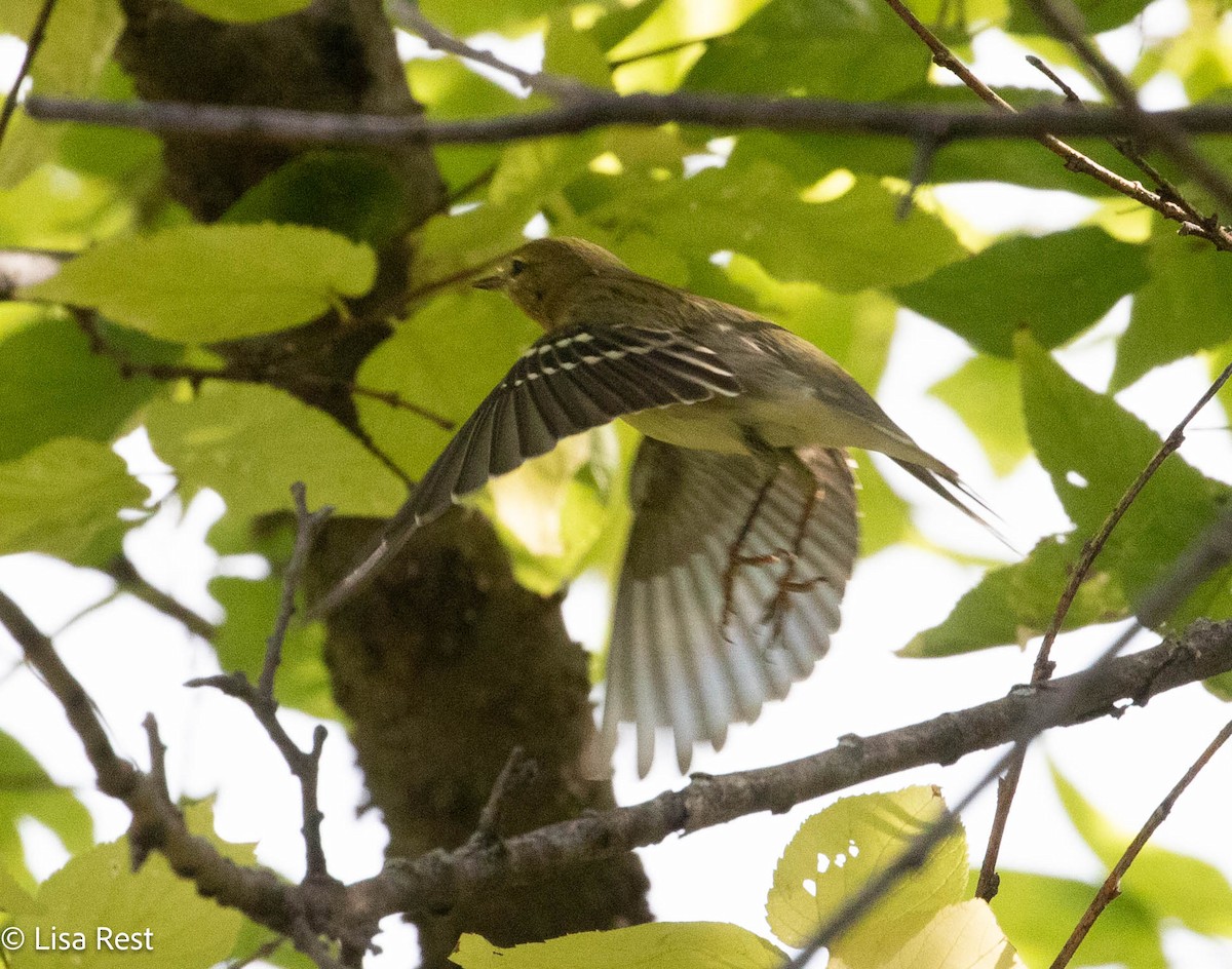 Blackpoll Warbler - Lisa Rest