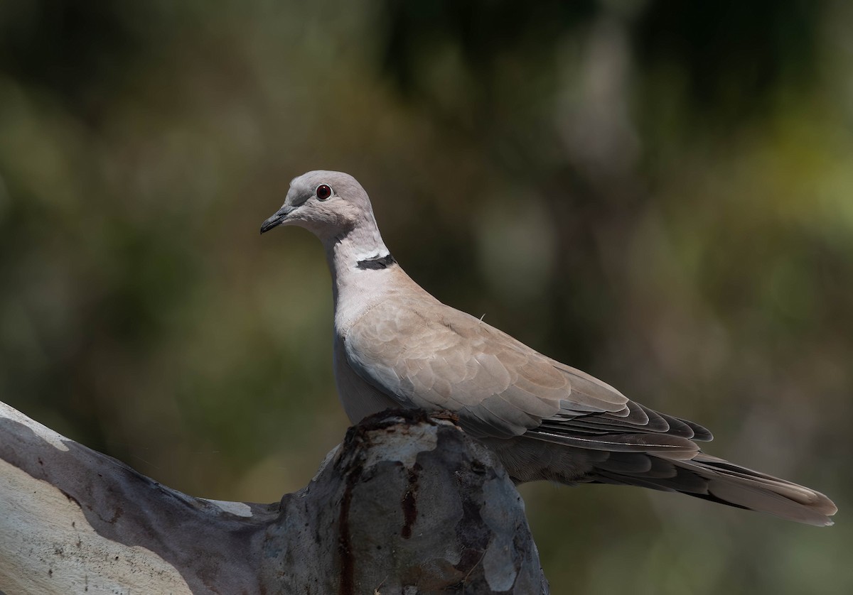 Eurasian Collared-Dove - ML623714184