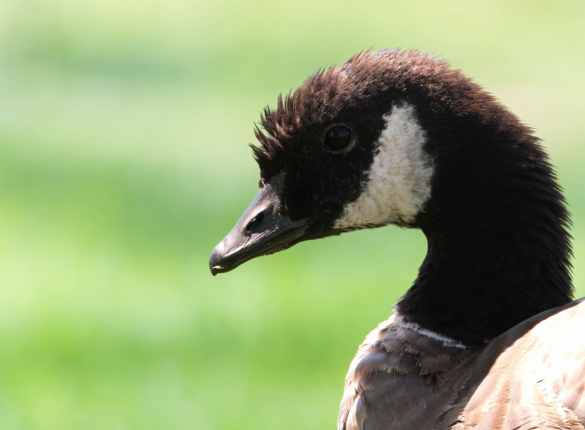 Cackling Goose (Aleutian) - ML623714199