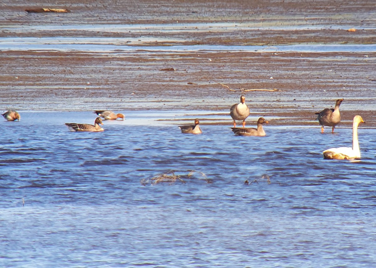 Taiga Bean-Goose - ML623714206