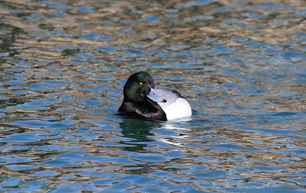 Greater Scaup - ML623714209