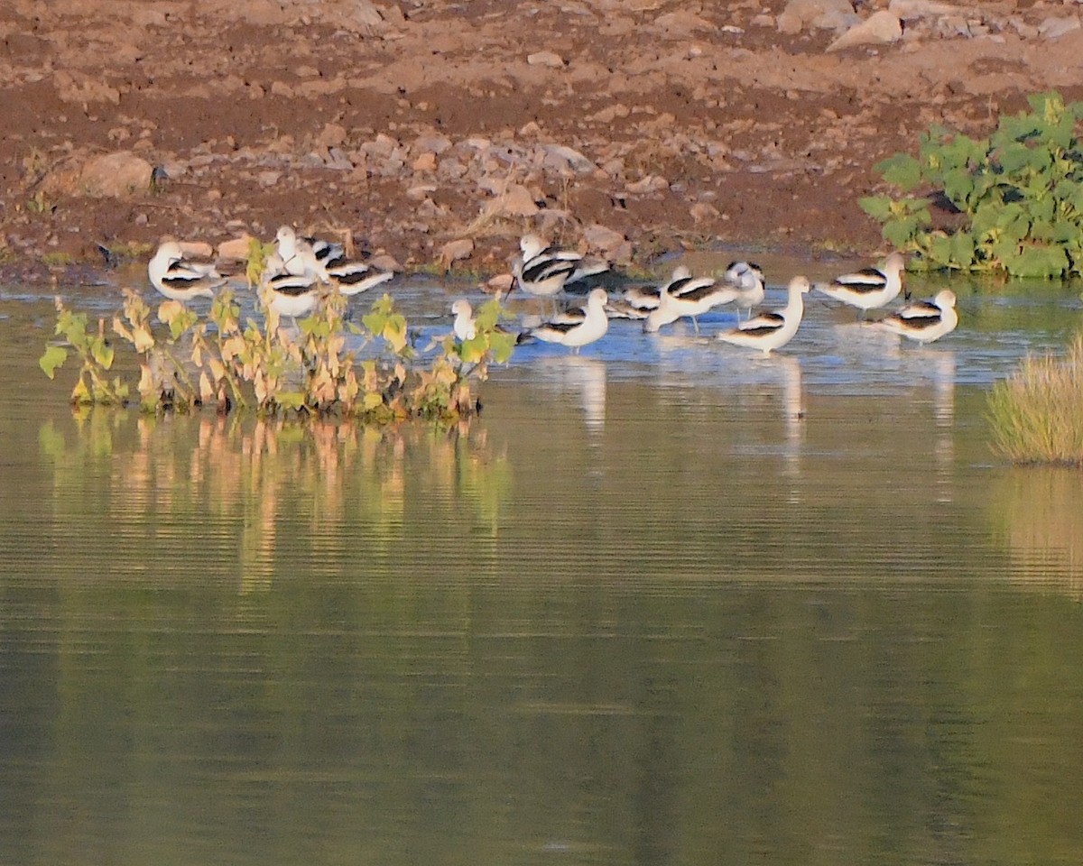 American Avocet - ML623714217