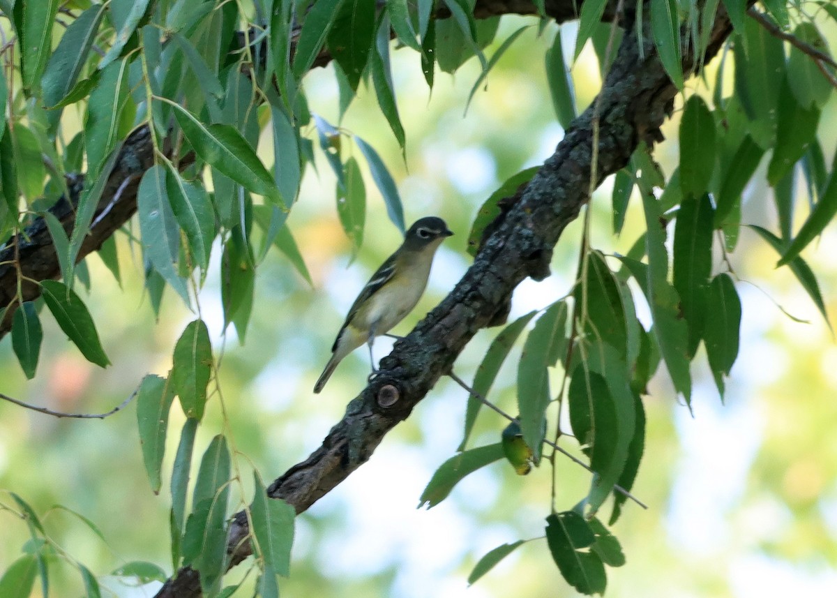 Blue-headed Vireo - Bruce Arnold