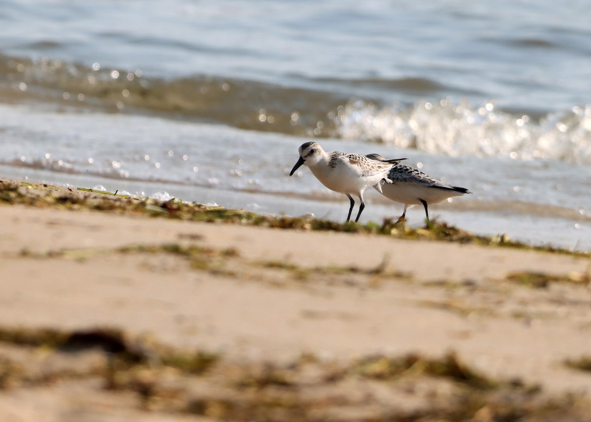 Sanderling - ML623714228