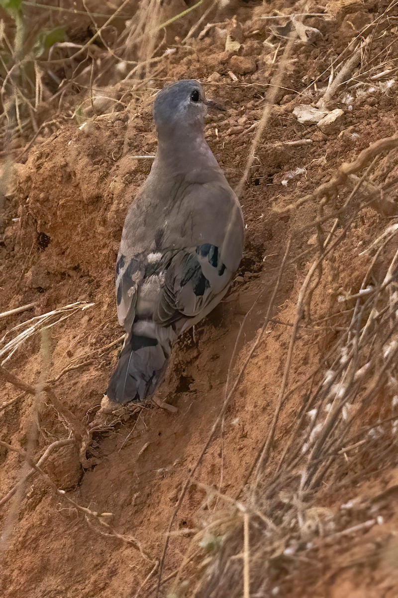 Emerald-spotted Wood-Dove - ML623714229