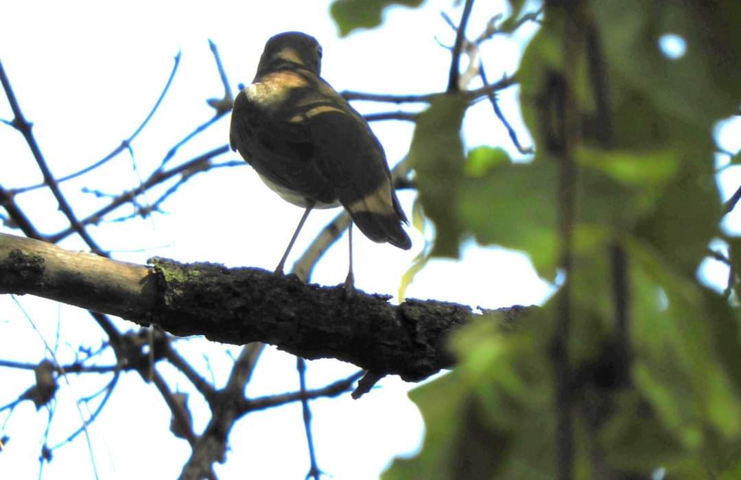 Swainson's Thrush - ML623714267