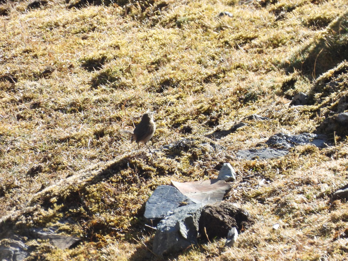 Streak-throated Canastero - Bev Agler