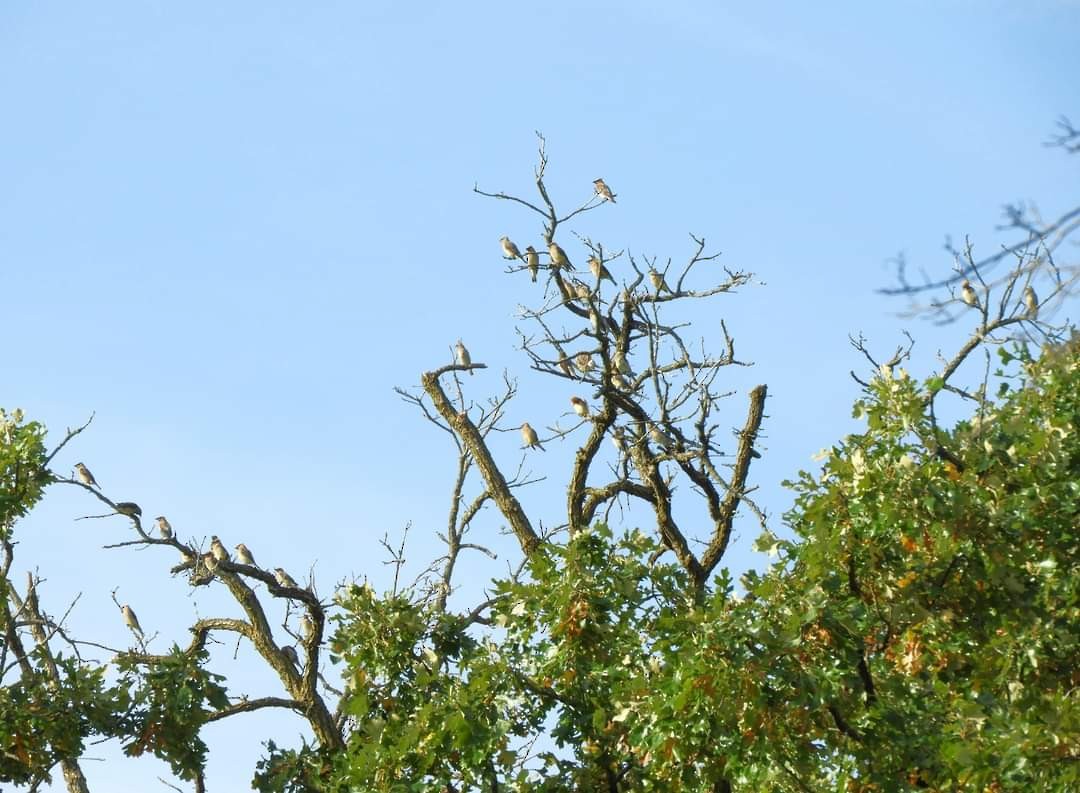 Cedar Waxwing - ML623714276