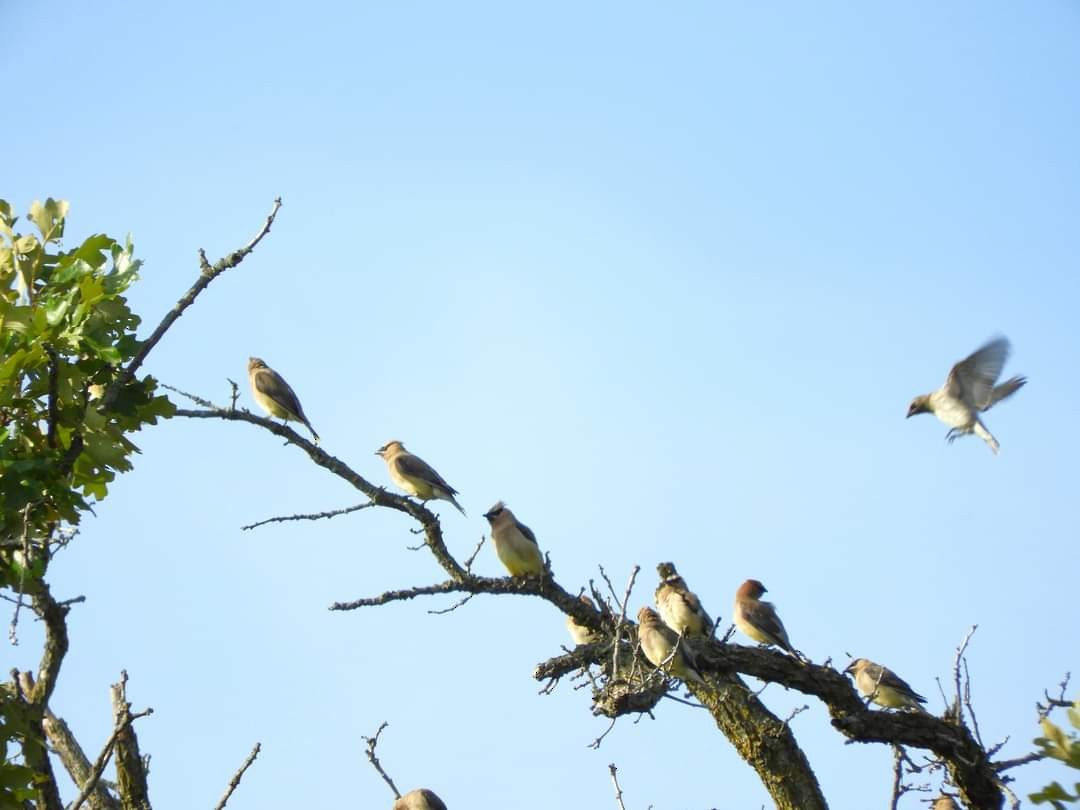 Cedar Waxwing - ML623714278